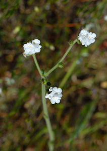 2009-04-20_33 Popcorn Flower Cropped TN.jpg - 30076 Bytes